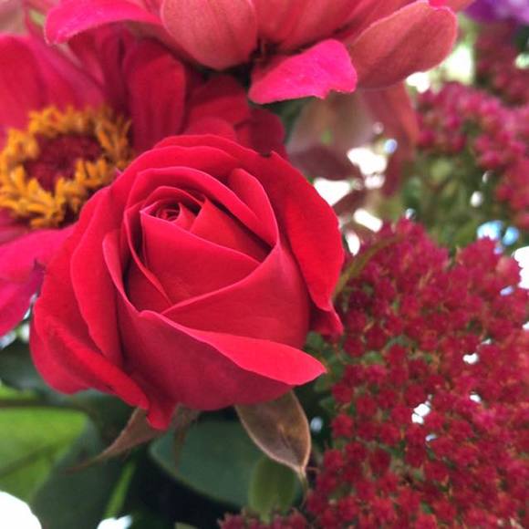 Meet your Posher, Susan - Picture 1 of 1